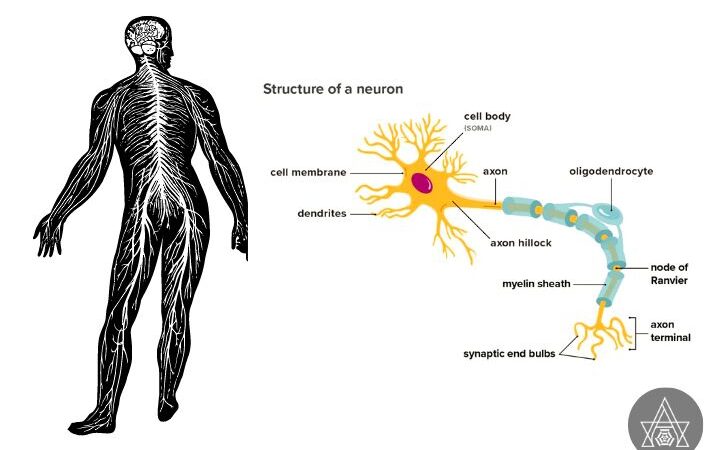 Structures & Functions Of Nervous system