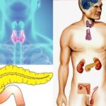 Structure And the Function Of Endocrine System
