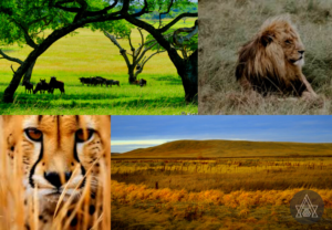 Read more about the article Biosphere of the Savanna